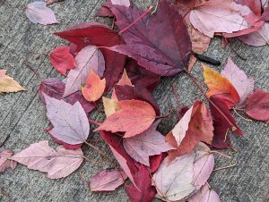 A pile of red leaves Autumn scattered on the concrete ground. 