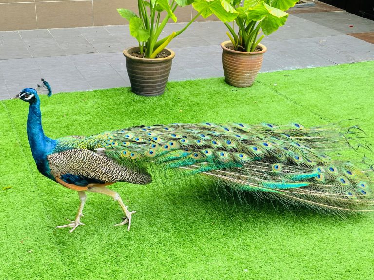 A male peacock from Batu Caves Village, Kuala Lumpur, Malaysia.