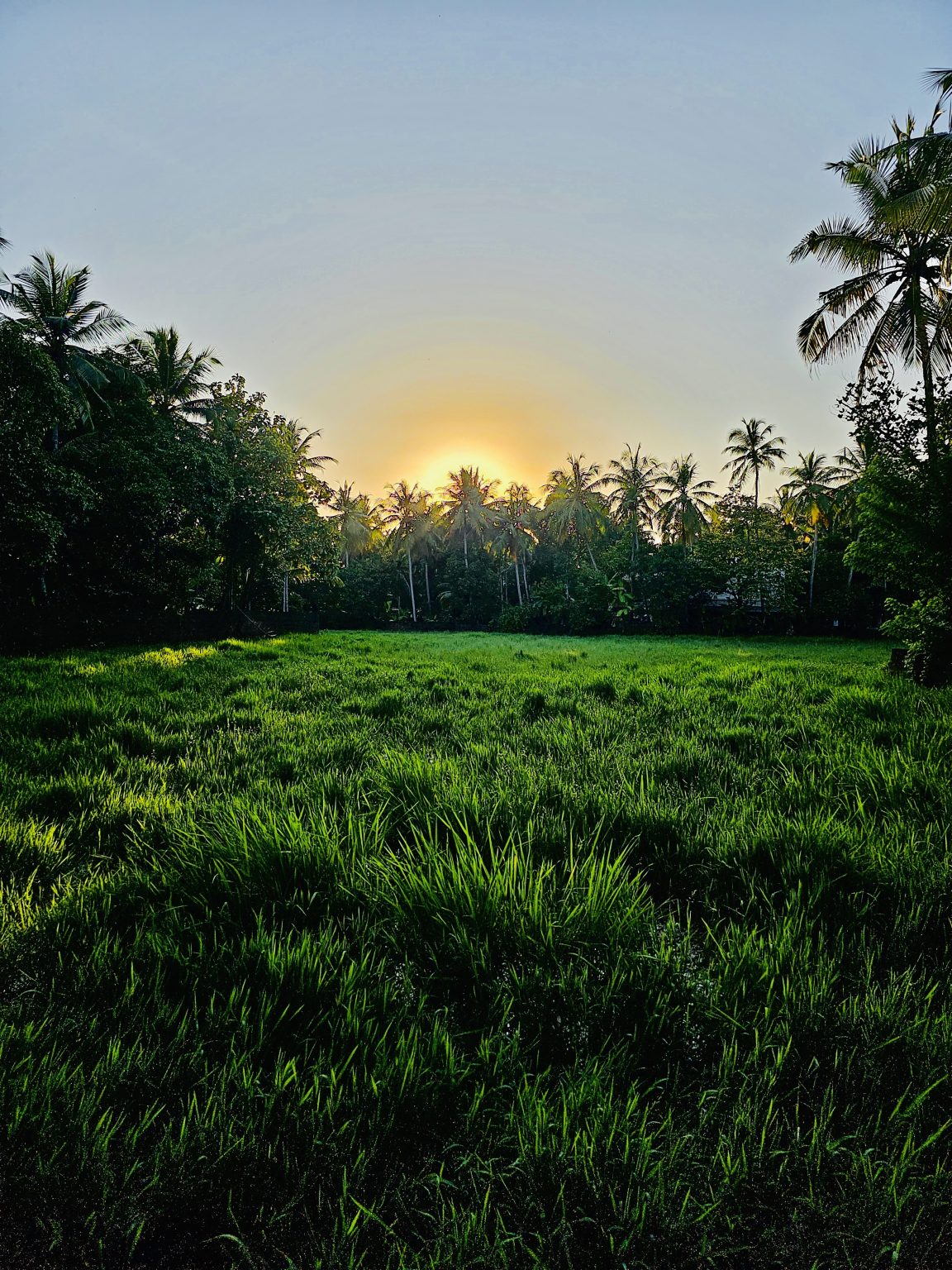 Sunset view from a paddy field. Pantheeramkavu, Kozhikode, Kerala.