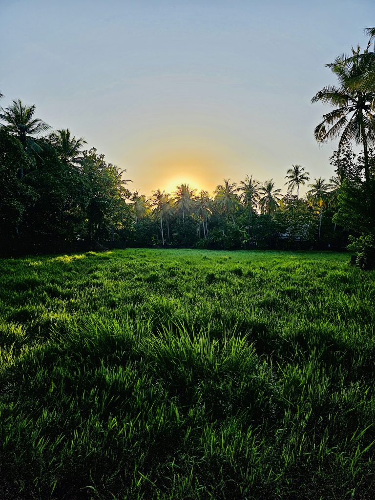 Sunset view from a paddy field. Pantheeramkavu, Kozhikode, Kerala.
