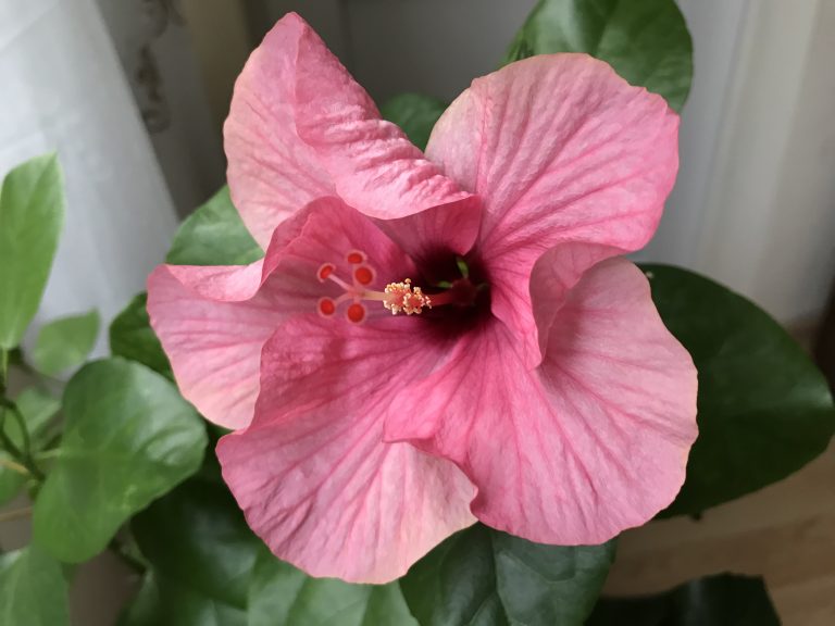 A pink flower with a focus on its stamens