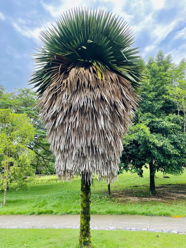 A Trithrinax plant. Widely used as ornamental palms. From Perdana Botanical Garden, Kuala Lumpur, Malaysia. It’s green leaves are now dying off, three quarters faded to brown.