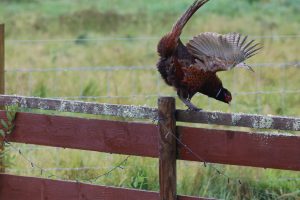 Male Pheasant being blown off a lichen covered wooden fence.