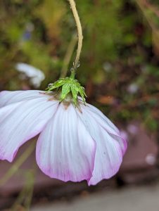 A pink petalled flower hanging on to a green stem in the rain 