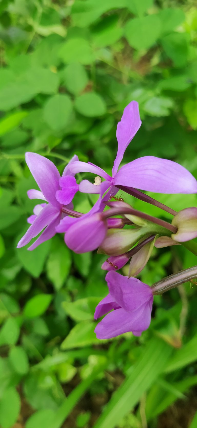 ants on a purple orchid against a green background