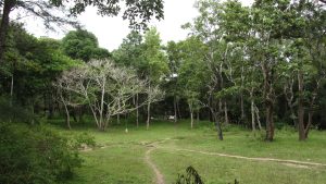 A view of Wayanad Wildlife sanctuary from Ponkuzhi
