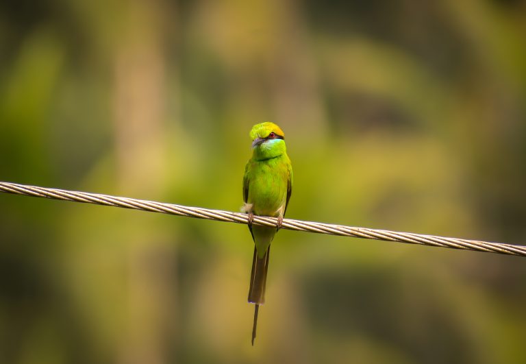 parrot sitting on a electricity line from malappuram, kerala #WPPhotoFestival