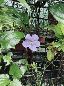 Vilot flower and leafs