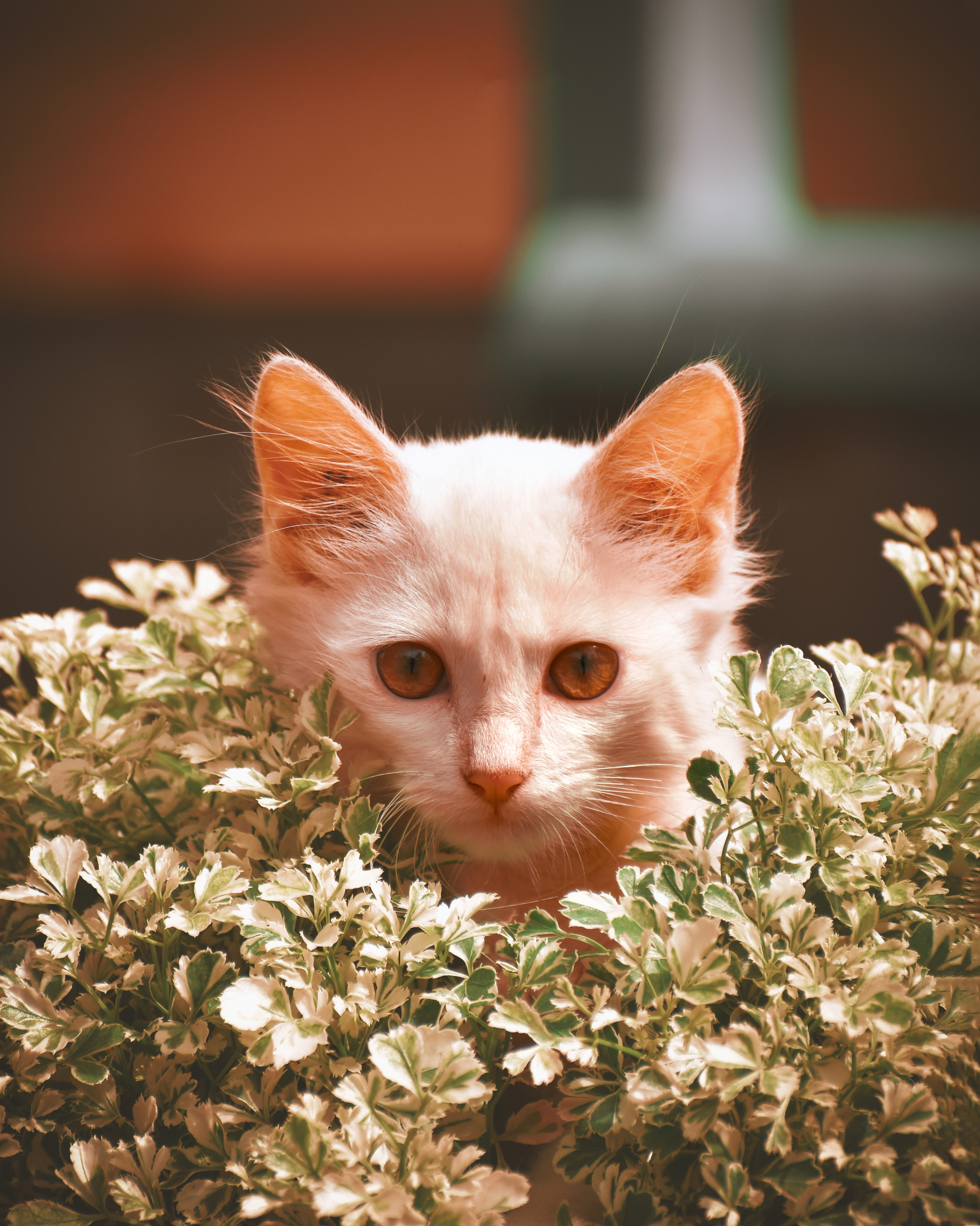 white cat behind a flower pot #WPPhotoFestival