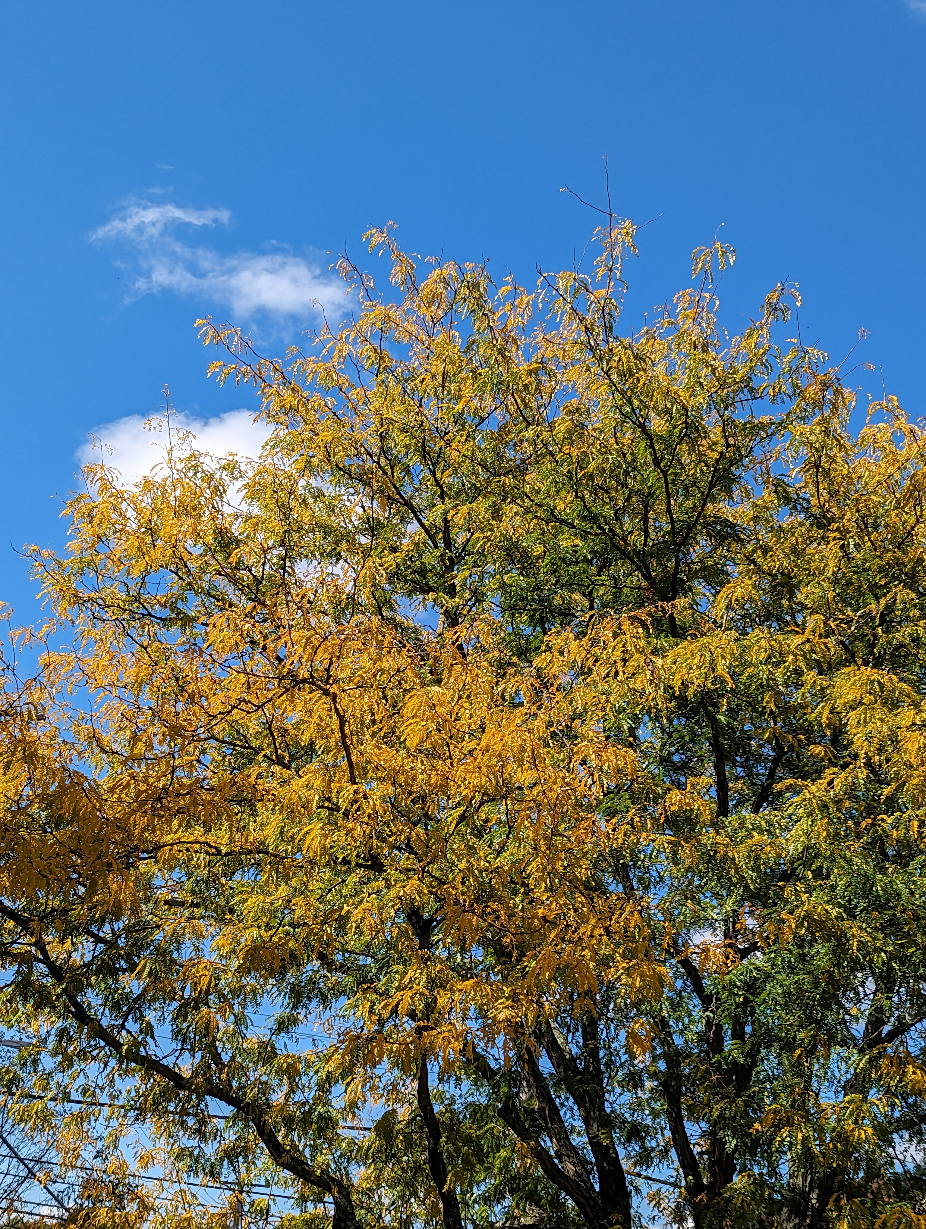A tree, with narrow yellow leaves