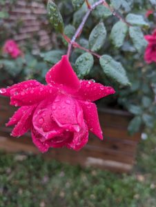 A rose, at end of stem, wet with rain 