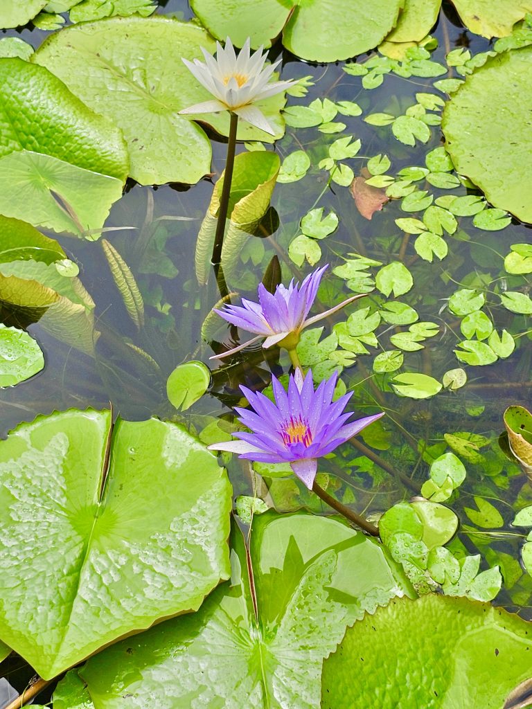 White and violet coloured water lilies from Malabar Botanical Garden and Institute of Plant Sciences, Olavanna Grampanchayat, Kozhikode District, Kerala, India.