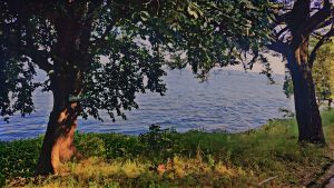 Image of two trees along with the view of water that makes the look stunning #WPBhopal