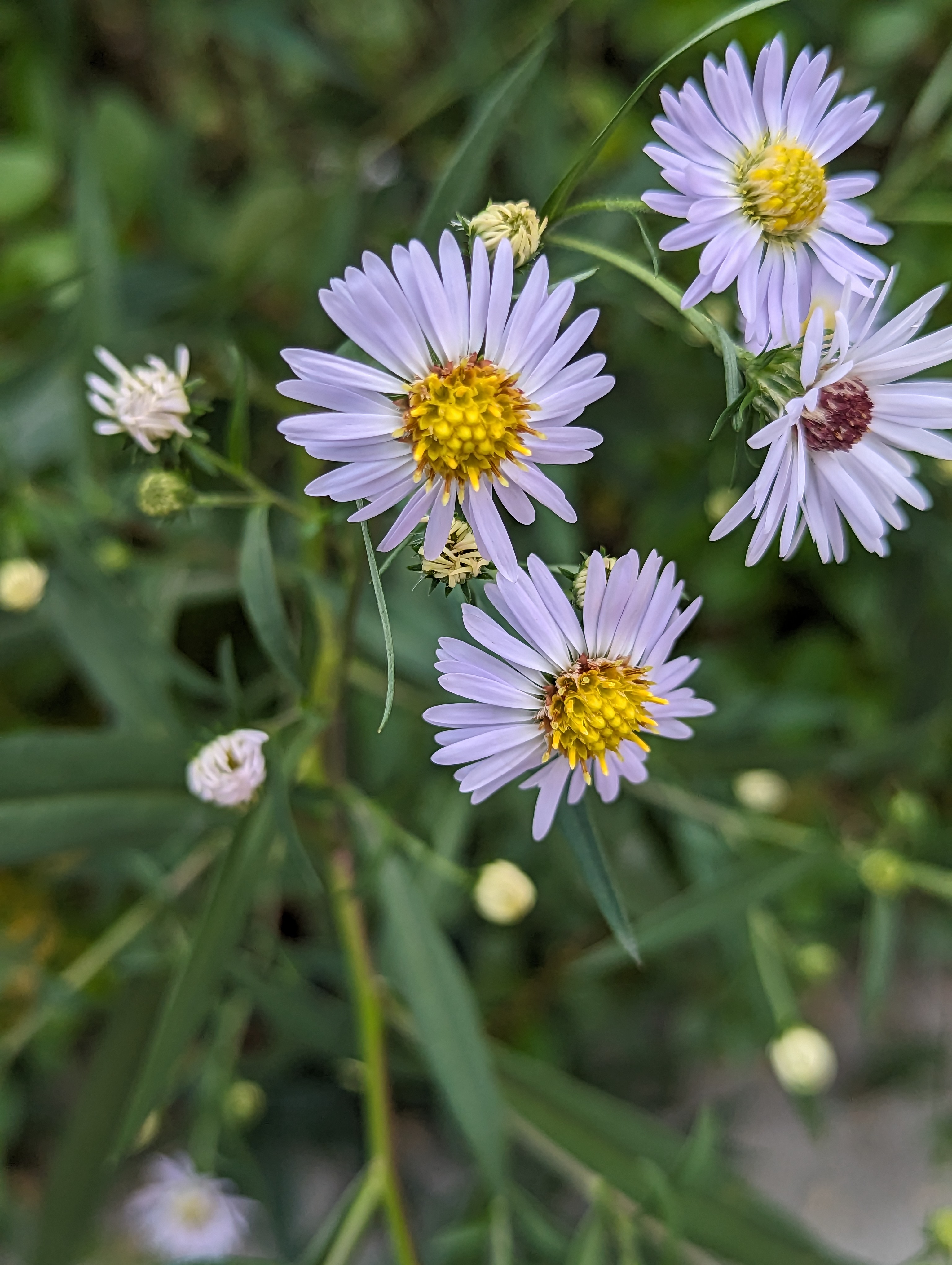 Small white flowers with yellow pointy pistil centers and a background of green foliage .