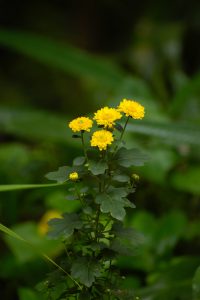 Small yellow flowers