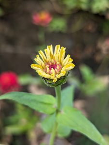 A small zinnia flower that never grew much, yellow petals sticking straight up like little tubes shouting at the heavens.