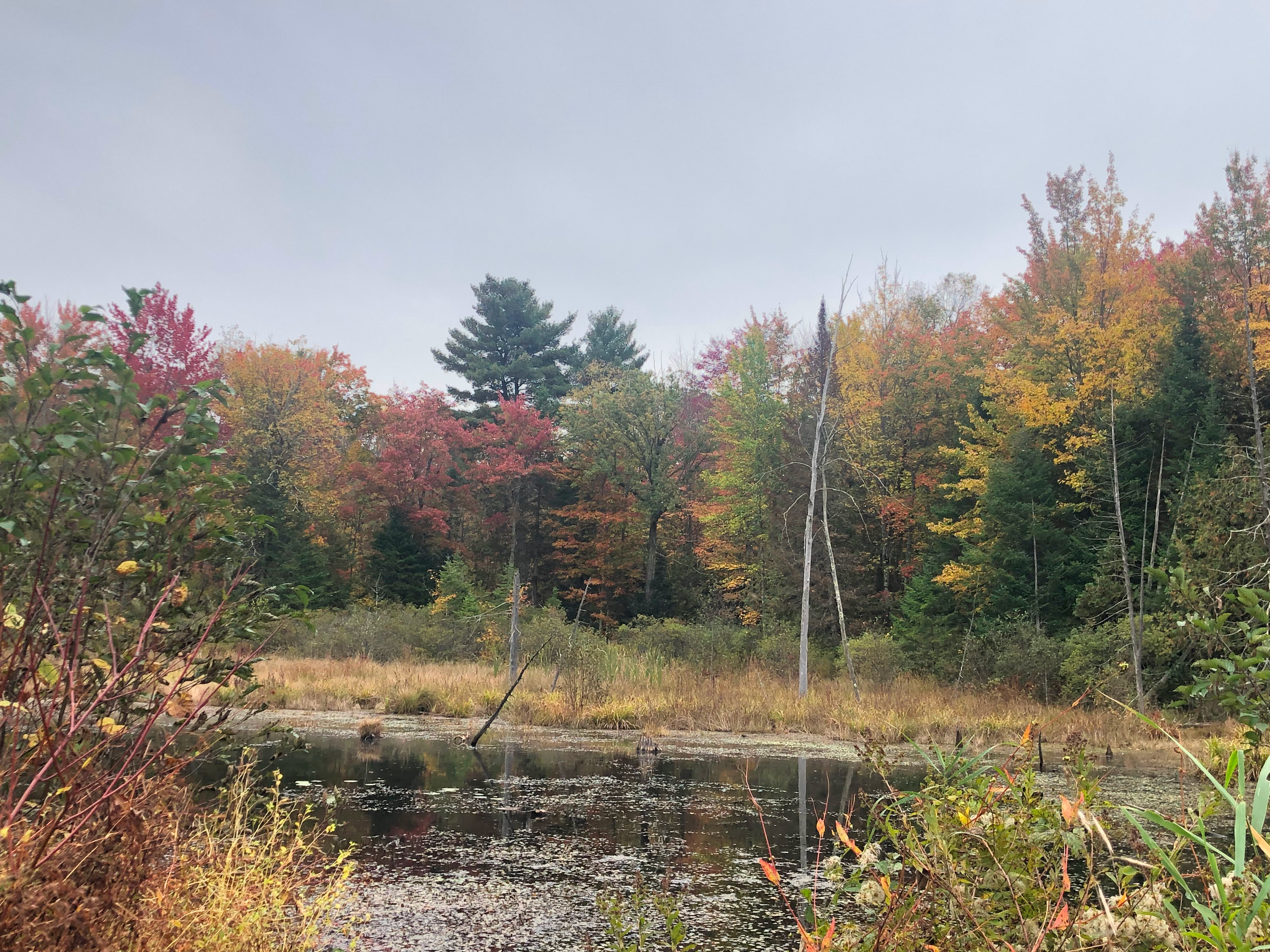 Maple trees in the fall, with leaves in bright colours. Taken in Voyageur Provincial Park in Ontario, Canada.