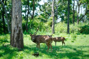 Two deer in a forest. One has large antlers. karnatakaforest