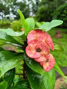 Close view of flower on plant have spike