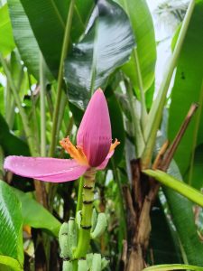 Pink Banana Tree Flower