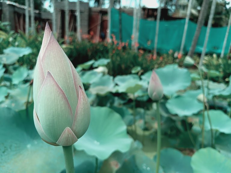 A closeup view of Lotus bud.