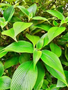 Dense, broad, leaves. From Malabar Botanical Garden, Olavana, Kozhikode, Kerala.