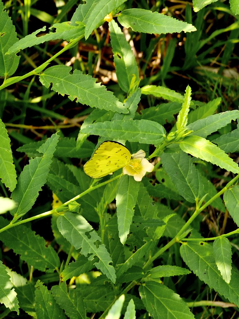 The Eurema hecabe butterfly. It is known as common grass yellow. From Oorkkadavu, Kozhikode, Kerala.