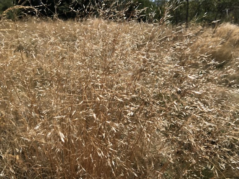 Dried field grass looking golden under the sun