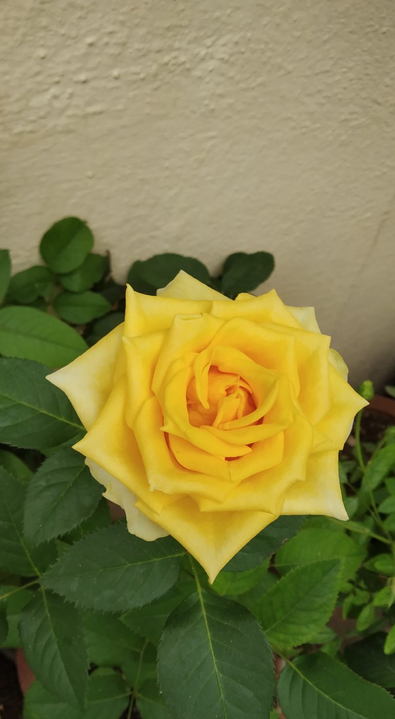 Yellow rose. Rosa ‘Sunblest’. From home garden Bangalore. #WPhotoFestival