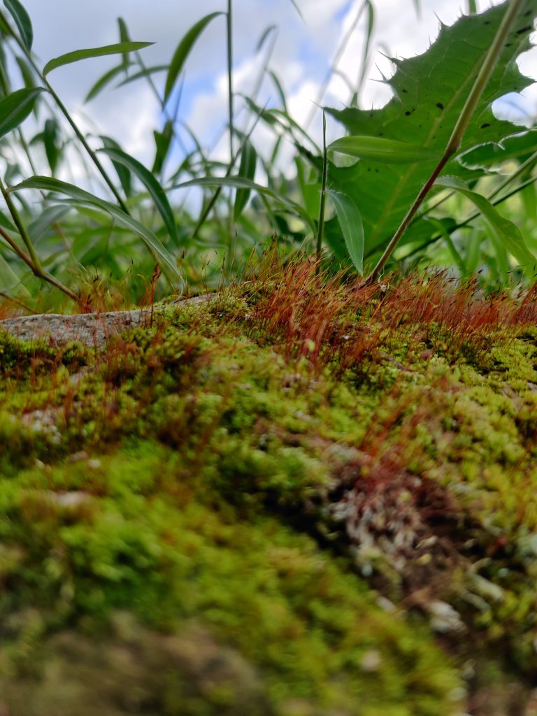 Beautiful fungus grow