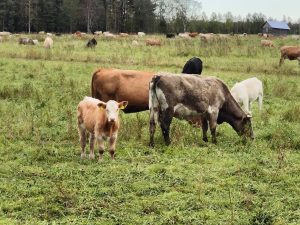 A pastoral scene showcases a variety of cattle grazing in a lush, green meadow. In the foreground, a curious tan calf with white markings looks toward the viewer. 