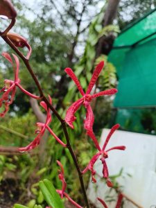 A portrait view of a flower from Malabar Botanical Garden.