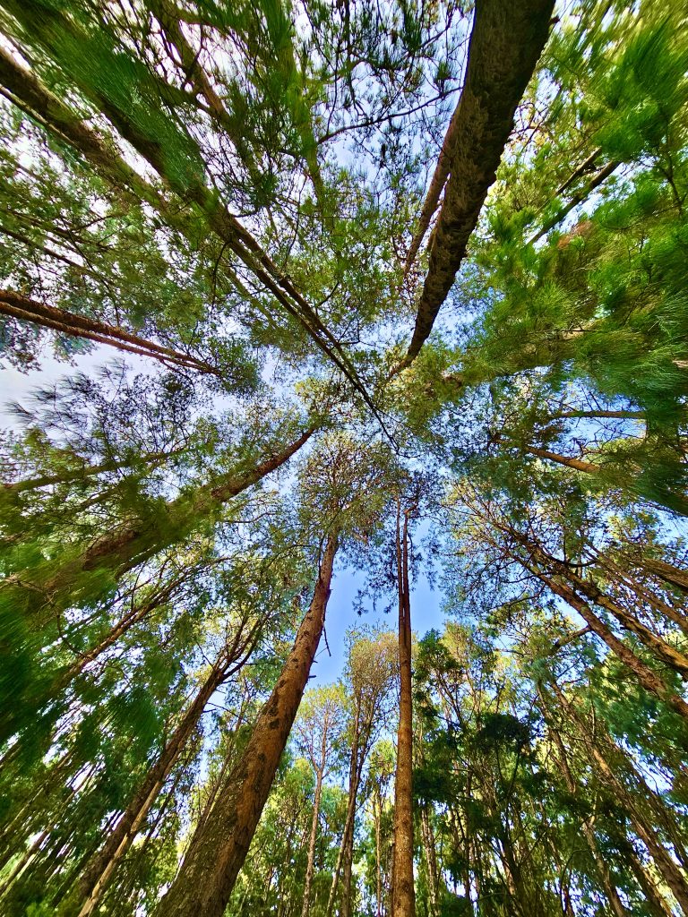 Pine trees a view from the bottom. Pine forest, Ooty, Tamil Nadu.