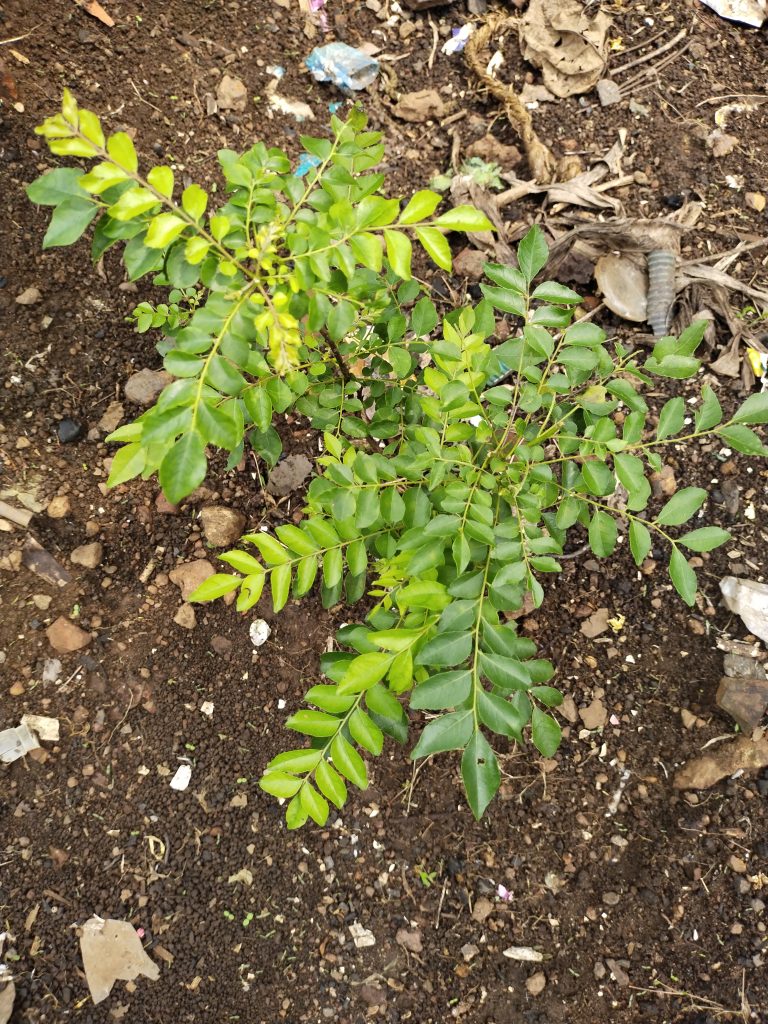 Plant with fresh green leaves growing amidst littered soil, symbolizing the resilience of nature in urban settings