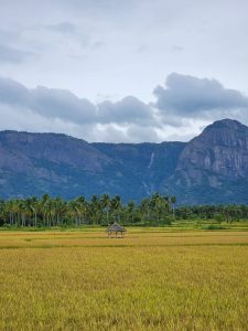 A Hut in the middle of a rice field and coconut tress and a mountain with a waterfall in the background. 