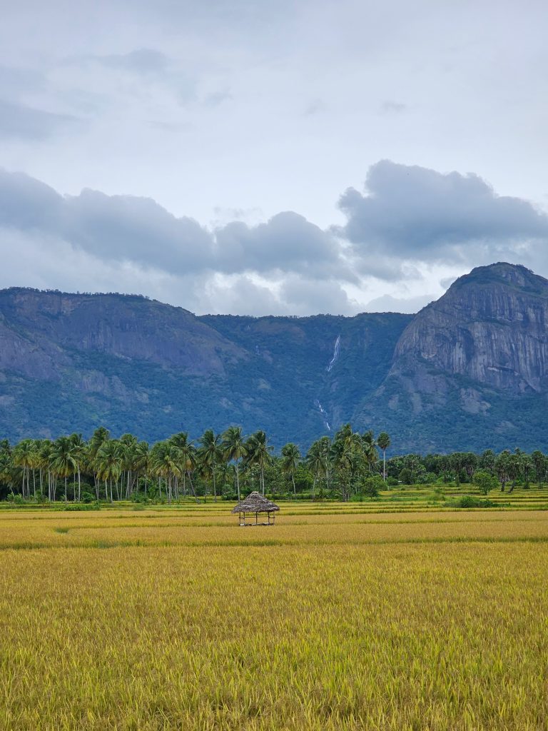 A Hut in the middle of a rice field and coconut tress and a mountain with a waterfall in the background.