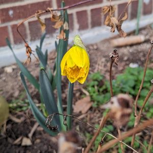 A small yellow daffodil that is just starting to bloom in front of a brick wall 