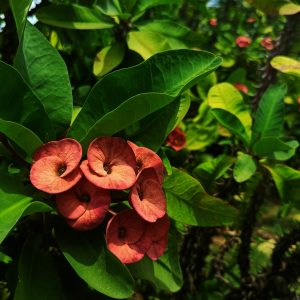 The vibrant colours of flower cheering you up. A flower and leaf image.