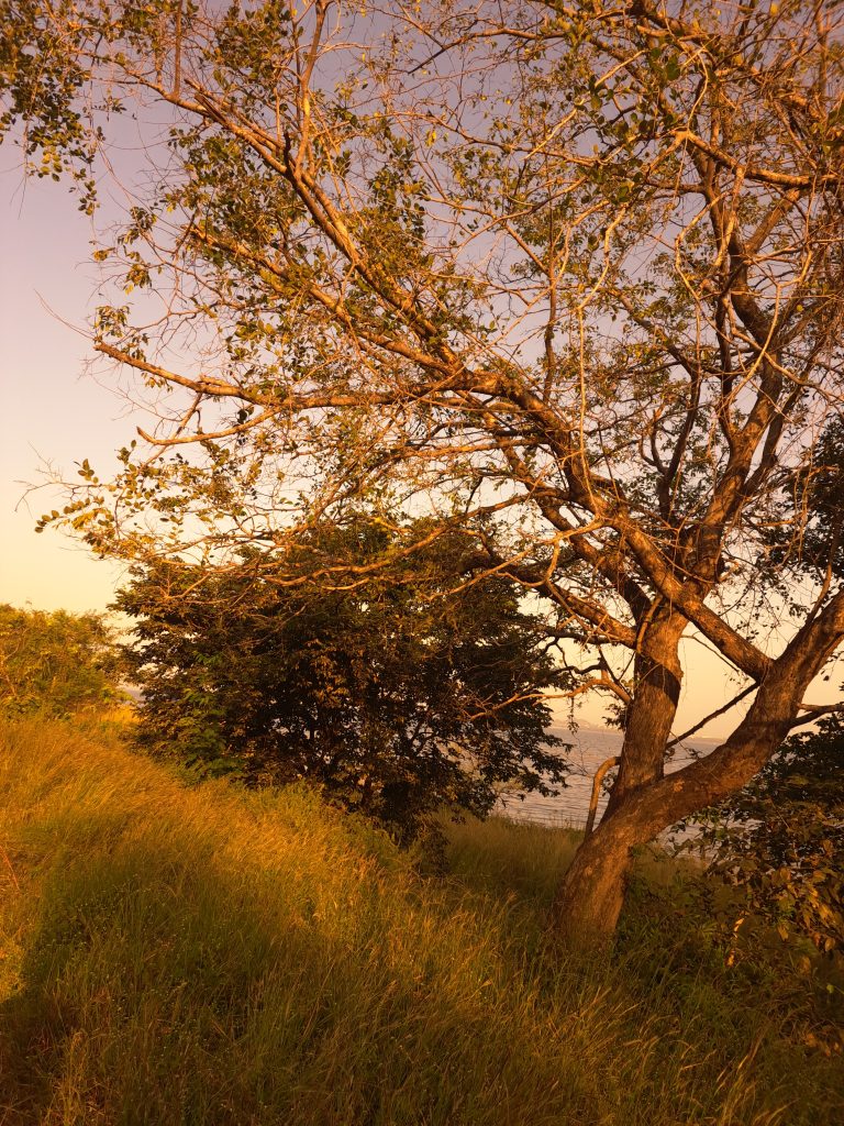 An eye capturing pic of tree in evening time.