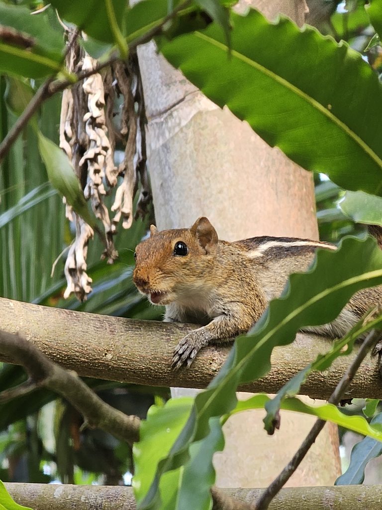 Indian palm squirrel