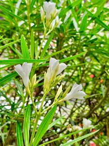 White Nerium oleander flowers & buds. From Ernakulam, Kerala