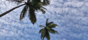 Looking up at a blue sky skimmed with clouds, two with coconut tree tops in view.