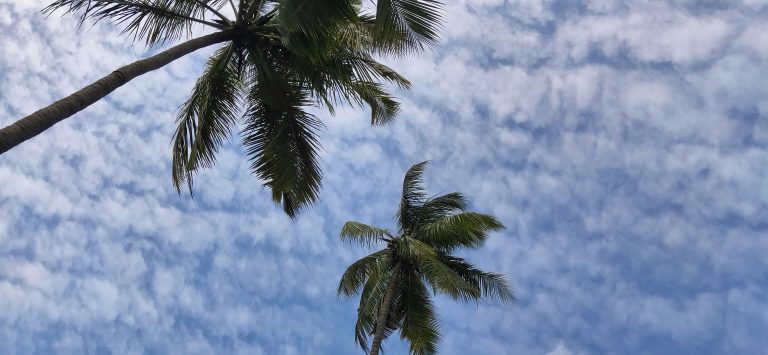 Looking up at a blue sky skimmed with clouds, two with coconut tree tops in view.