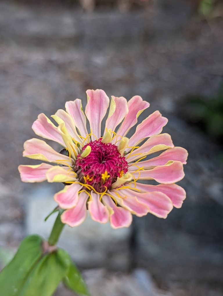 A small pink Zinnia that is sort of blooming and part of wilting. It has a few small yellow tubey petals.