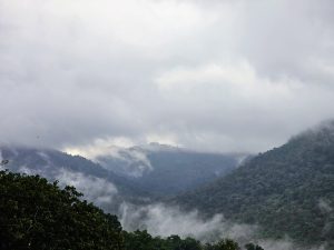 Misty Mountains in a forest. 