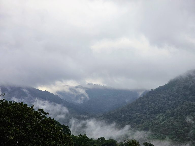 Misty Mountains in a forest.