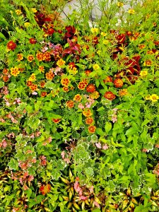 Varieties of Marigolds and some small pink flowers growing amongst their foliage in Niagara Falls State Park, New York, United States.