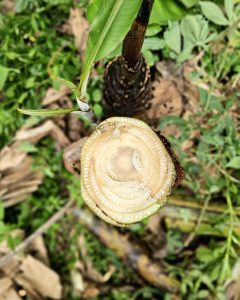 Cross section of a banana tree stem after the harvest. 