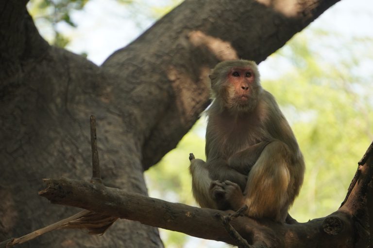 monkey sitting on branch