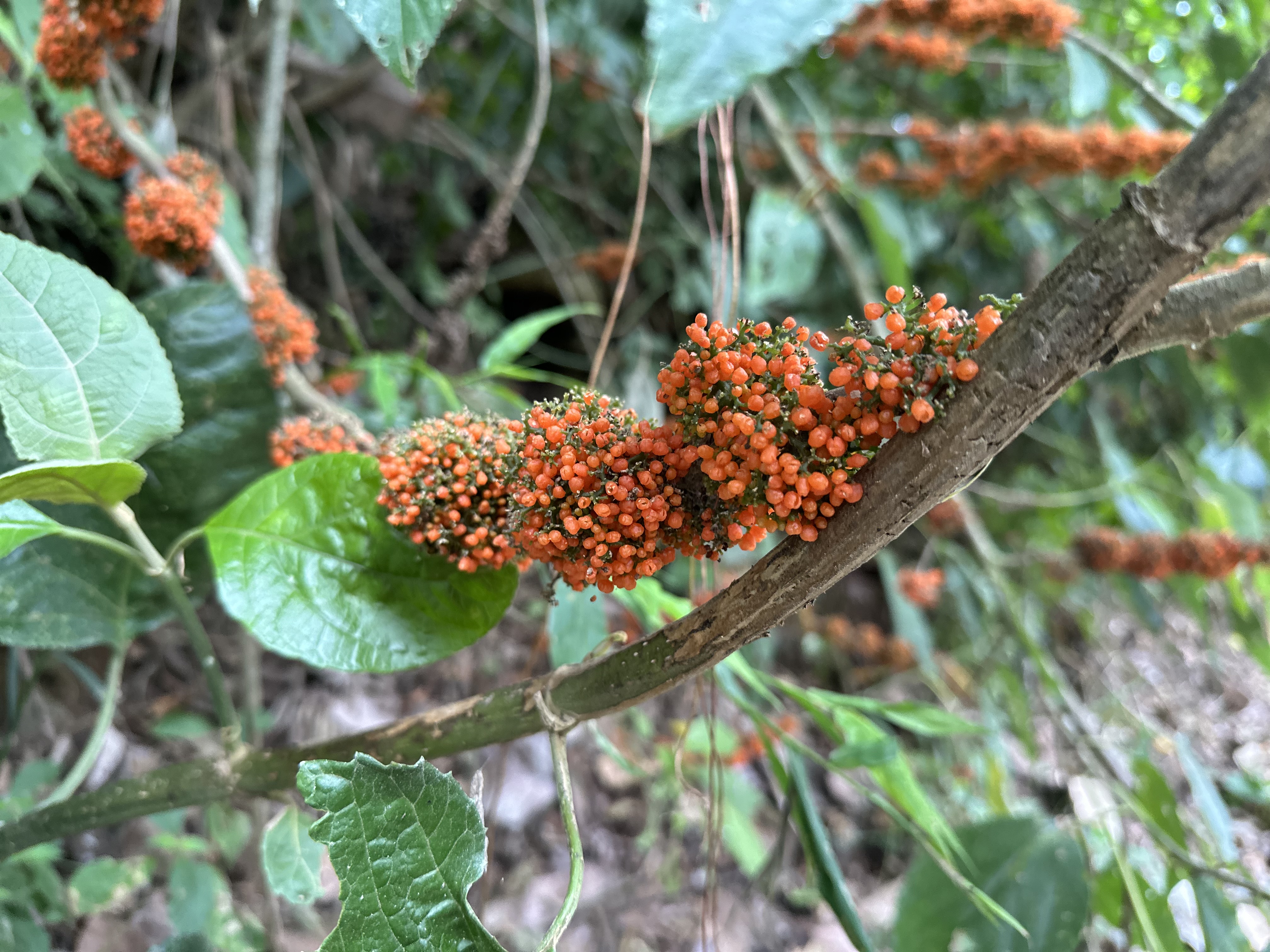 Ujarras, Cartago, Costa Rica